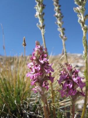 Little Elephant's Head, <i>Pedicularis attollens</I>