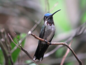 Long-billed Starthroat, <i>Heliomaster longirostris longirostris</i>