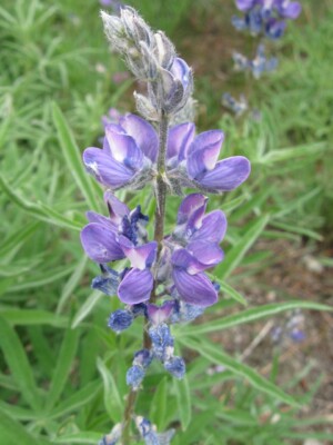 Lupinus sp.