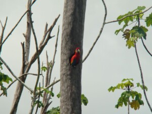 Macaw Nest
