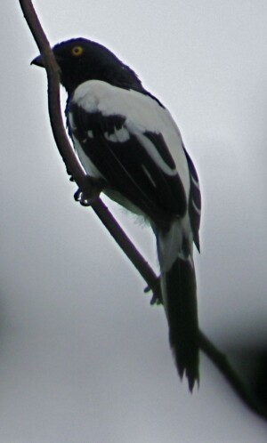 Magpie Tanager, <i>Cissopis leverianus</I>