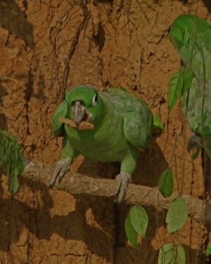 Mealy Parrot, <i>Amazona farinosa</I>
