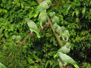 Mealy Parrot, <I>Amazona farinosa</I>