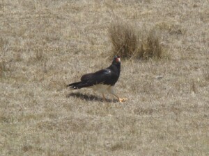 Mountain Caracara, <I>Phalcoboenus megalopterus</I>