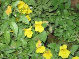 Mountain Monkeyflower, <i>Mimulus tilingii</i>