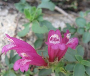 Mountain Pride, <i>Penstemon newberryi</i>