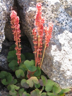 Mountain Sorrel, <i>Oxyria digyna</i>