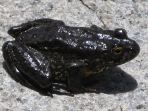 Mountain Yellow-legged Frog, <i>Rana muscosa</i>