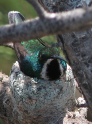 Nesting Black-throated Mango.