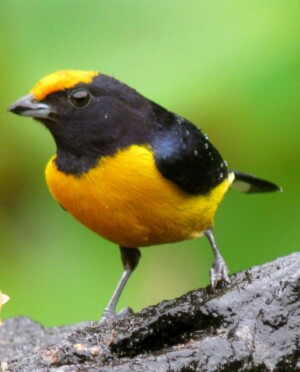 Orange-bellied Euphonia, <i>Euphonia xanthogaster</I>