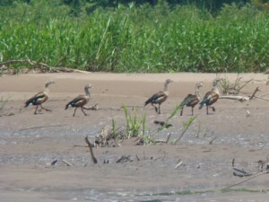 Orinoco Goose, <i>Neochen jubata</I>