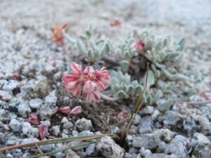 Oval-leaved buckwheat, <i>Eriogonum ovalifolium</i>