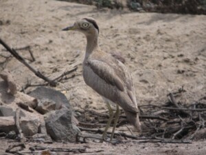 Peruvian Thick-knee, <I>Burhinus superciliaris</I>