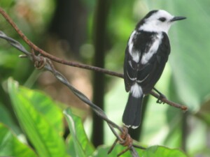 Pied-water Tyrant, <I>Fluvicola pica</I>