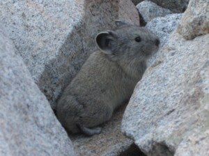 Pika, <i>fOchotona princeps</i>