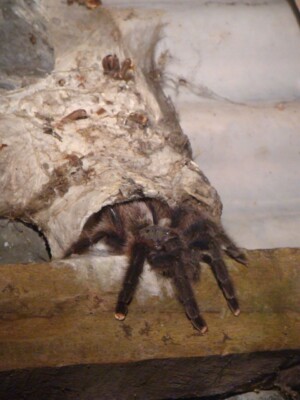 Pink-toed Tarantula