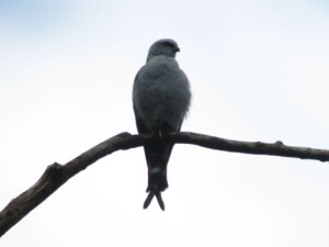 Plumbeous Kite, <I>Ictinia plumbea</I>