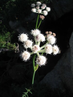 Rangers' Buttons, <i>Sphenosciadium capitellatum</i>