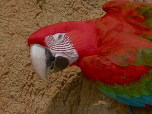 Red-and-Green Macaw, <I>Ara chloropterus</I>