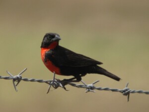 Red-breasted Blackbird, <I>Sturnella militaris</I>