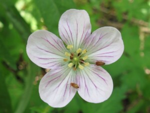 Richardson's Geranium, <i>Geranium richardsonii</i>