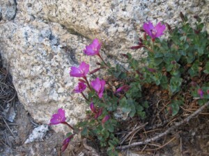 Rock Fringe, <i>Epilobium obcordatum</i>f