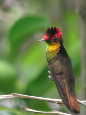 Ruby Topaz, <I>Chrysolampis mosquitus</I>