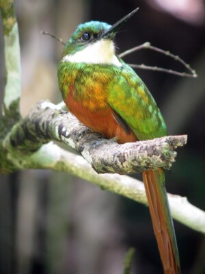 Rufous-tailed Jacamar, <I>Galbula ruficauda</I>