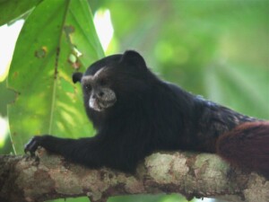Saddleback Tamarin