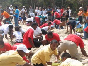 Sand Turtle Contest