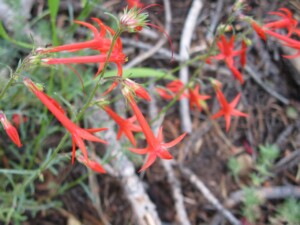 Scarlet Gilia, <i>Ipomopsis aggregata</>