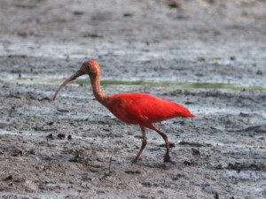 Scarlet Ibis, <I>Eudocimus ruber</I>
