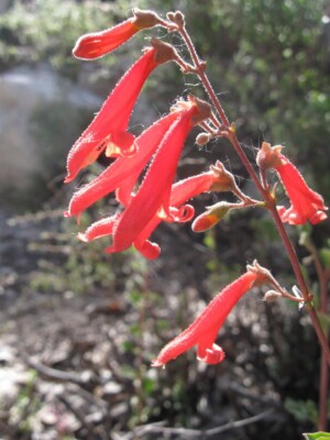 Scarlet Penstemon, <i>Penstemon rostriflorus</>
