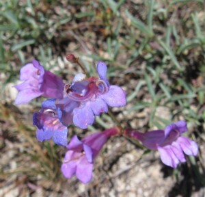Showy Penstemon, <i>Penstemon speciosus</I>