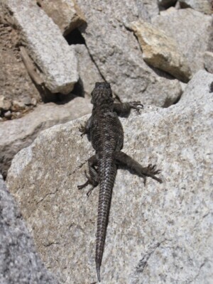 Sierra Fence Lizard, <i>Sceloporus occidentalis taylori</i>