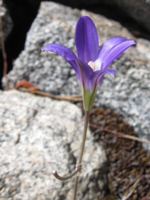 Sierra Gentian, <i>Gentianopsis holopetala</i>