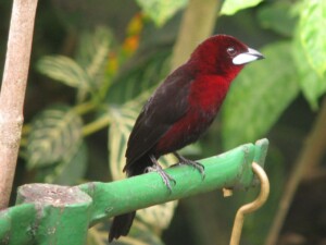 Silver-beaked Tanager, <I>Ramphocelus carbo</I>
