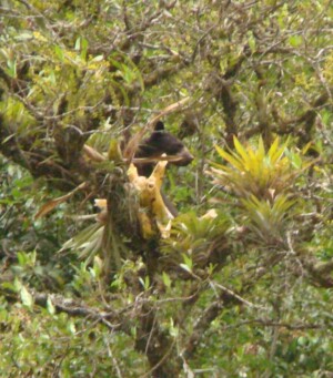 Spectacled Bear!