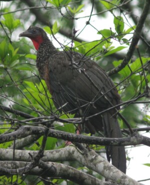 Spix's Guan, <I>Penelope jacquacu</I>
