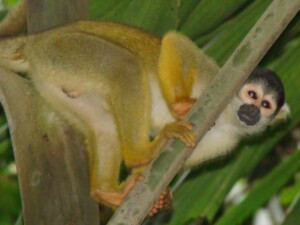 Squirrel Monkey Brendan Cummings Photo