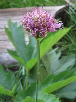 Swamp Onion, <i>Allium validum</I>