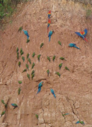 Tambopata Clay Lick