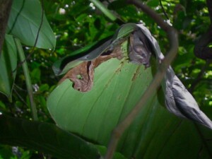 Tent Bat