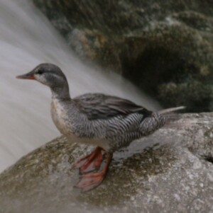 Torrent duck, <I>Merganetta armata</I>