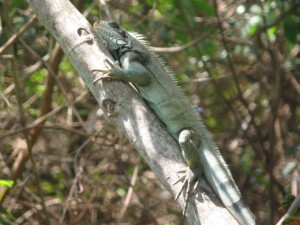 Tree Iguana