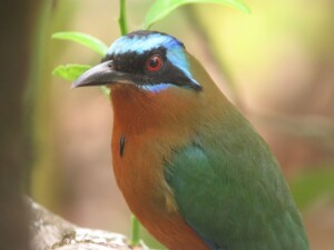 Trinidad Motmot, <i> Momotus bahamensis</I>