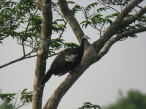 Trinidad Piping Guan, <I> Pipile pipile</I>