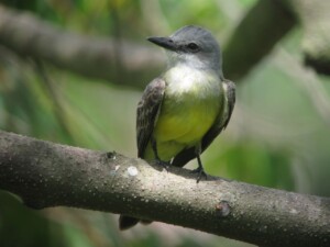 Tropical Kingbird, <I>Tyrannus melancholicus</I>