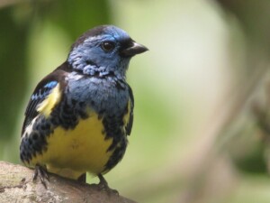 Turquoise Tanager, <i>Tangara mexicana</i>