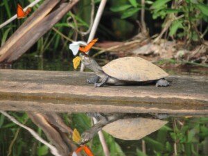 Turtle with Butterflies